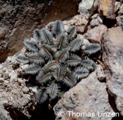 Mammillaria bertholdii ©Thomas Linzen